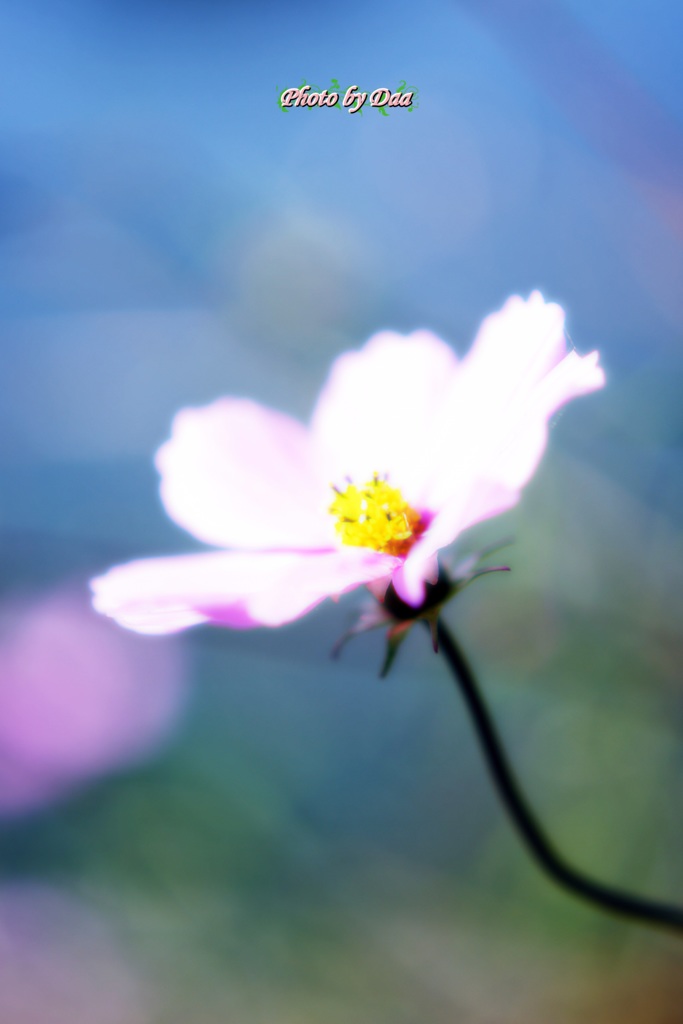 小春日和の秋桜