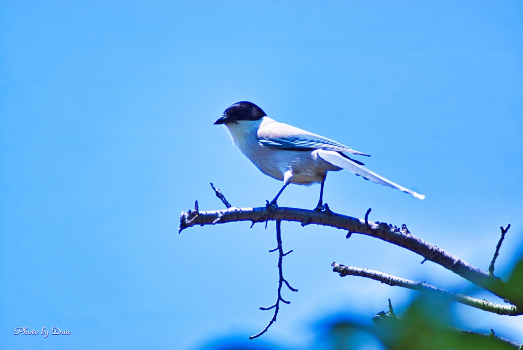 久しぶりの鳥撮り