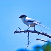 久しぶりの鳥撮り