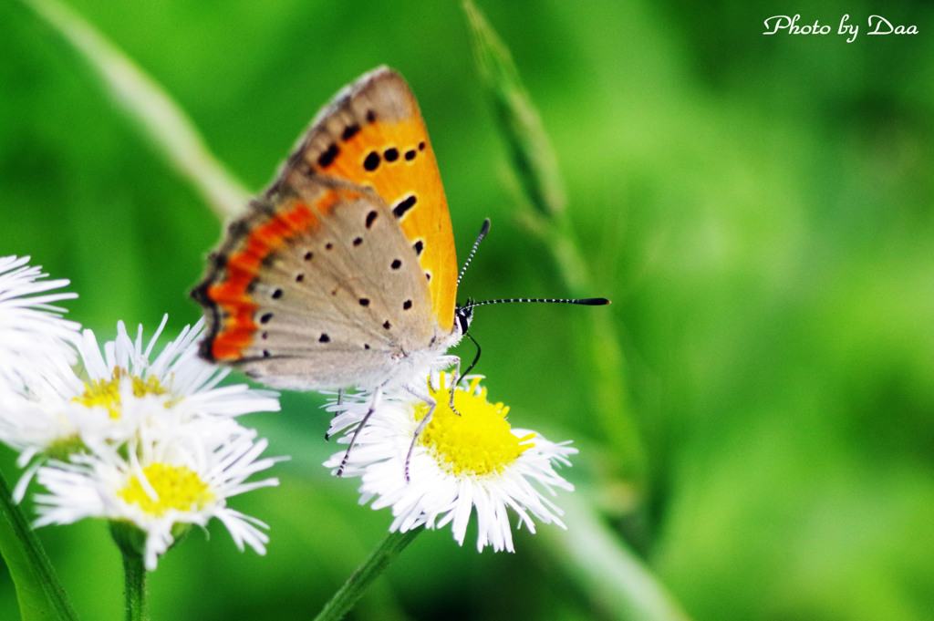 ベニシジミを後ろから・・・