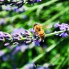 ラベンダーに停まる蜜蜂