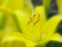 flower4