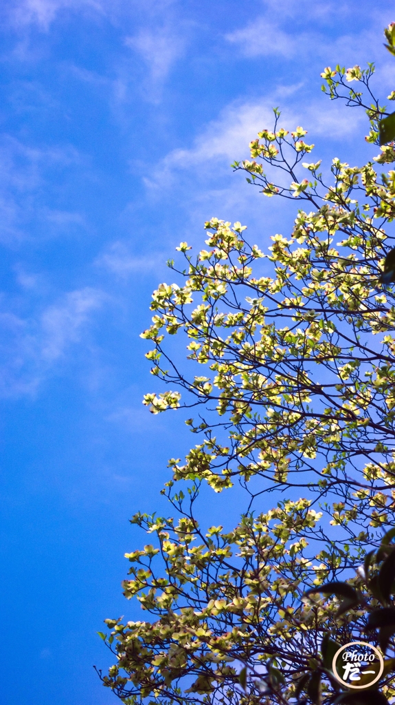 ハナミズキ越しの空