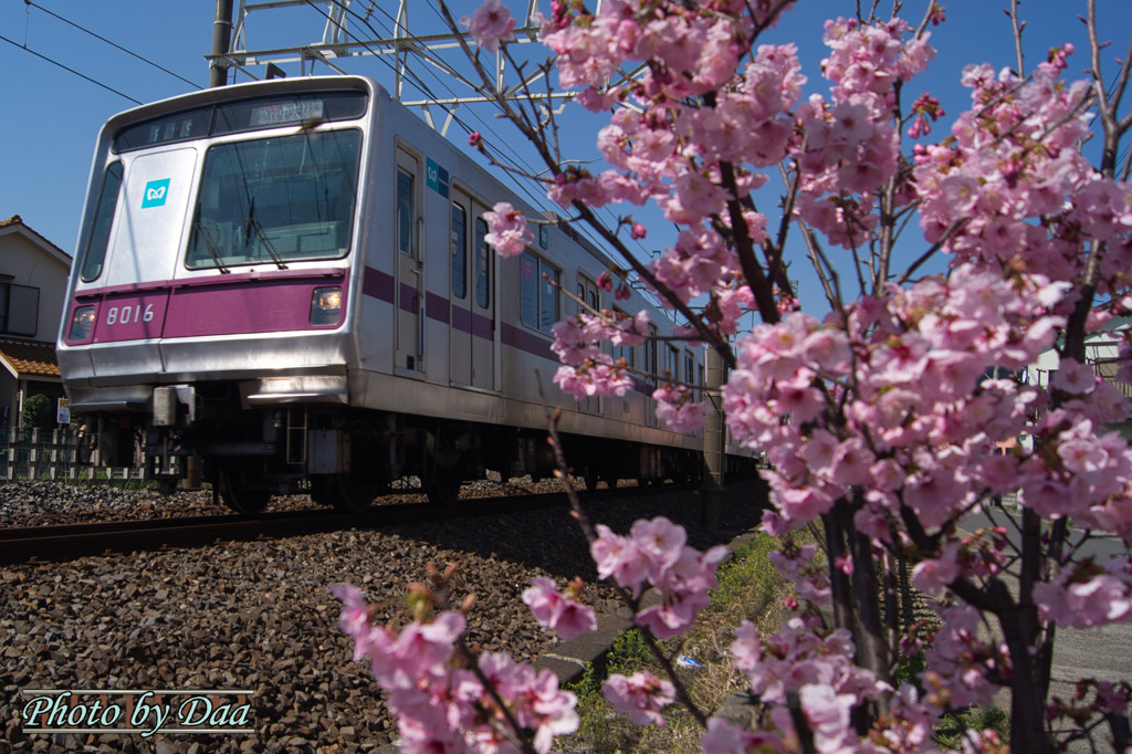 東京メトロと桜