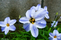 濡れる花ニラ
