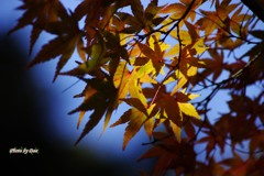 光~stained~もみじ7 光~stained~もみじ7