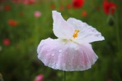 小雨の中の淡い白