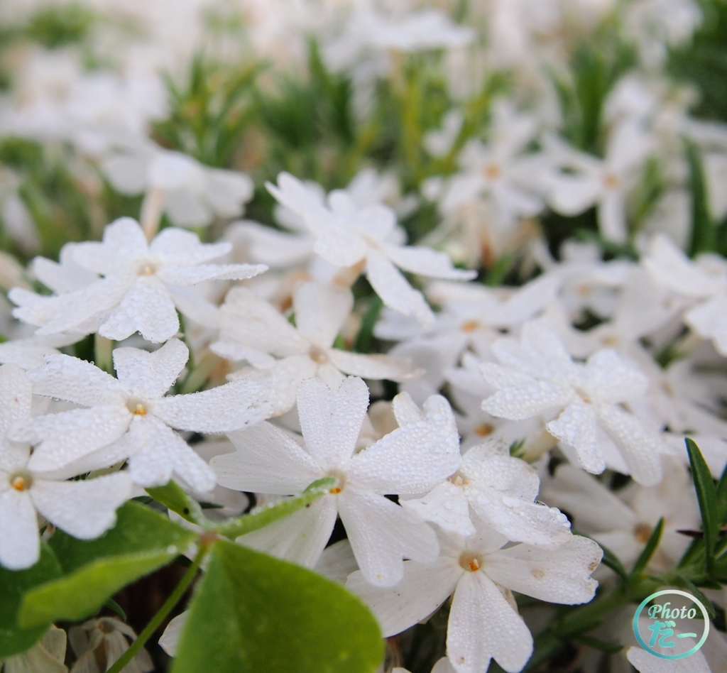 白芝桜