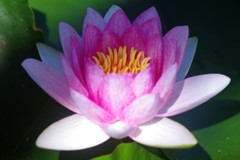 睡蓮咲く