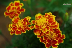 グラデーションの花びら