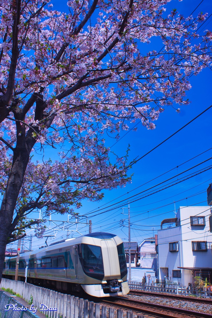 桜とリバティ