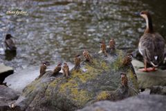 スズメ達