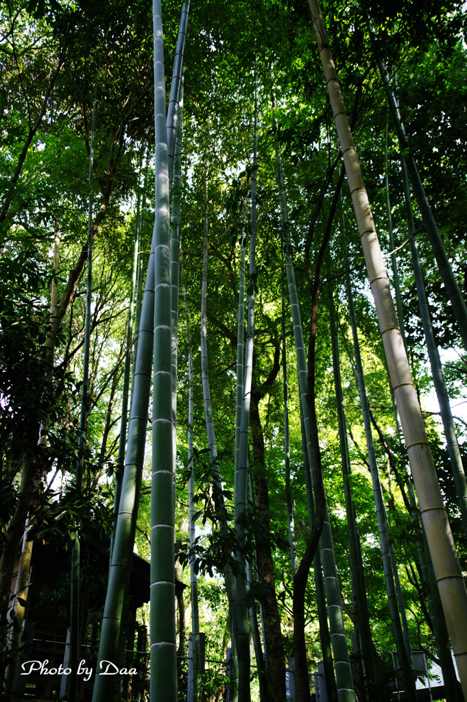 竹林