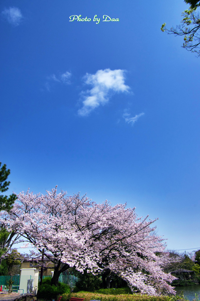 桜とぽっかり白い雲
