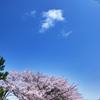 桜とぽっかり白い雲