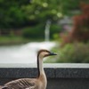 聞き入る