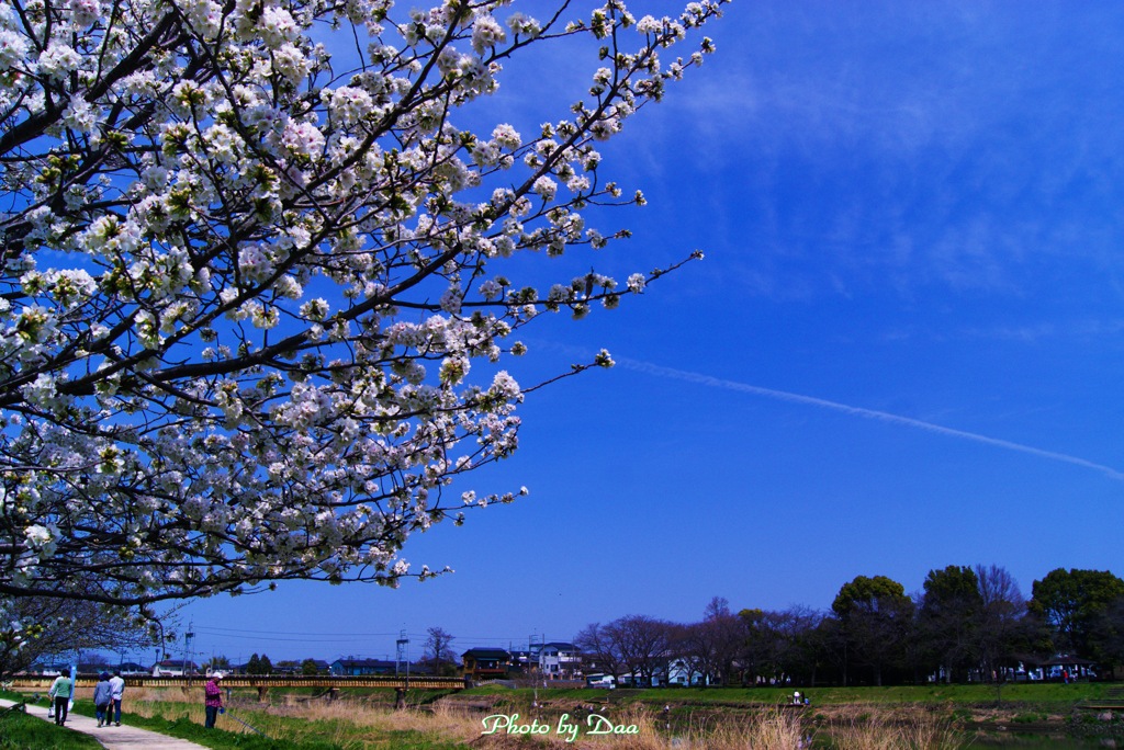 山桜と飛行機雲