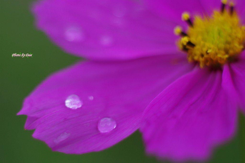 秋桜の涙４