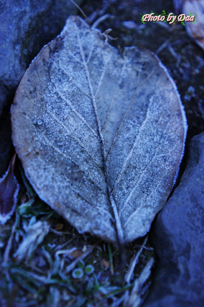 凍てつく落ち葉