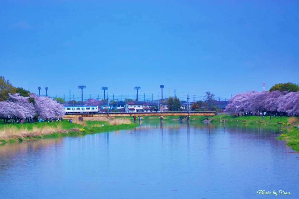 桜並木の中を渡る