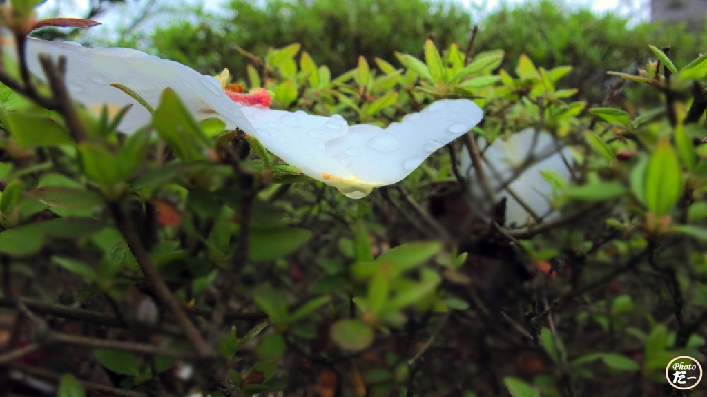 花びらから雫