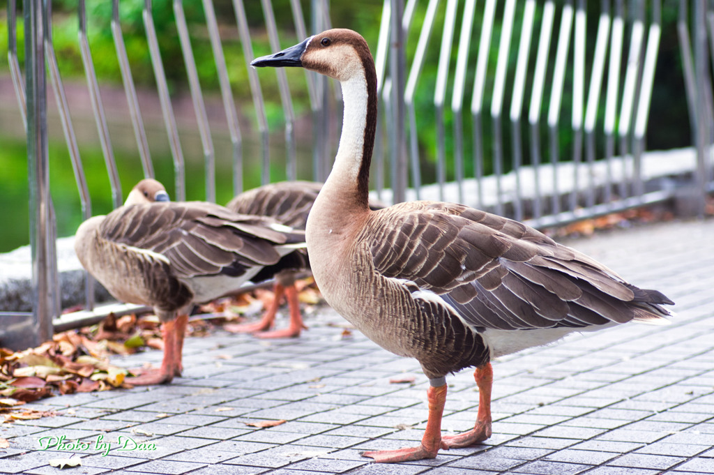 夏の朝のサカツラさん