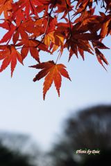 散りゆくもの１