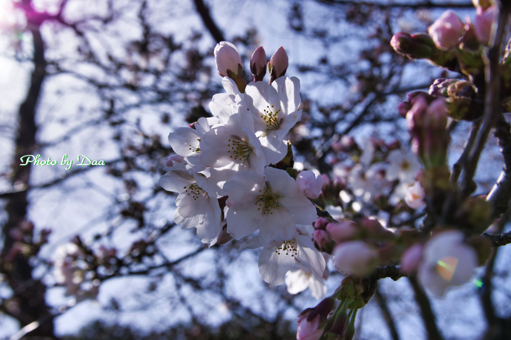 花咲初め