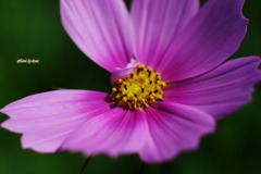 花占いの始まり（その２）