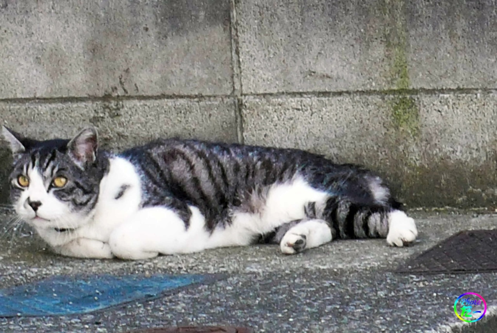 なんでもなかったにゃ