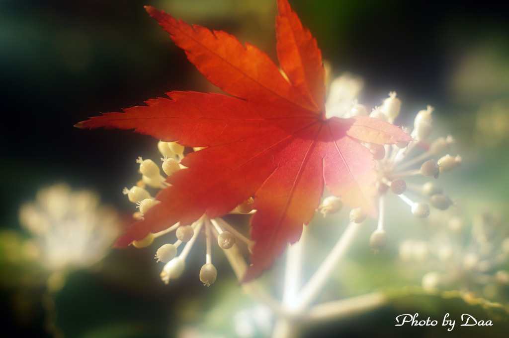 ヤツデの花にモミジ ソフトVer.