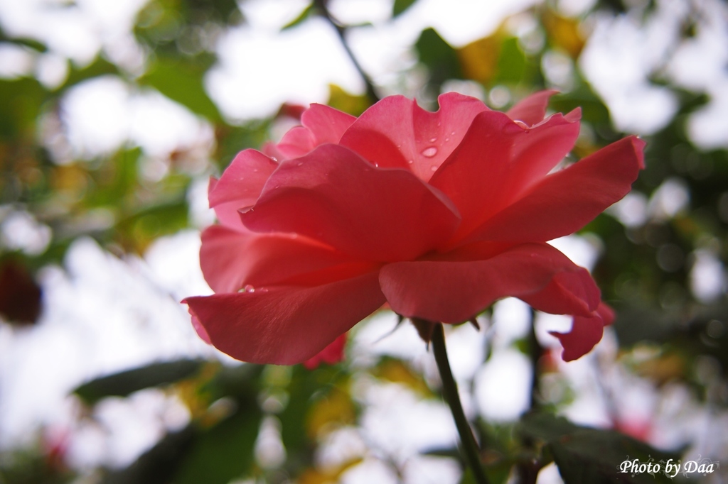 小雨の中の薔薇