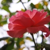 小雨の中の薔薇