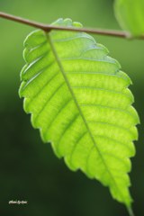 Greenery leaf