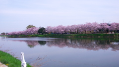 土手の桜