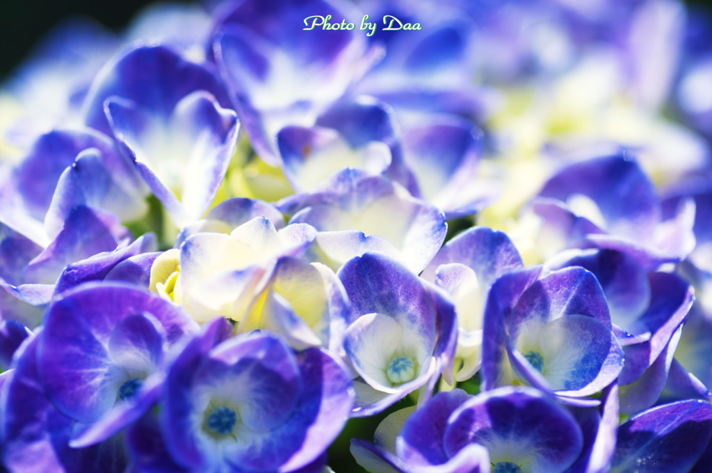 華やか紫陽花
