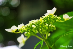 紫陽花の夢