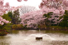 桜と噴水