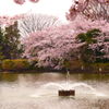 桜と噴水