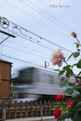 薔薇と鉄道