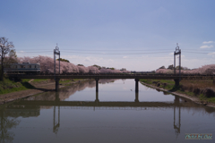 桜の咲く川を渡る