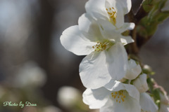 山桜