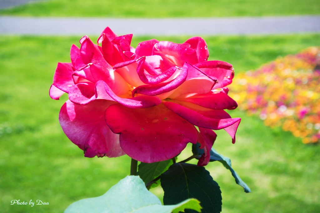 お出迎えの薔薇