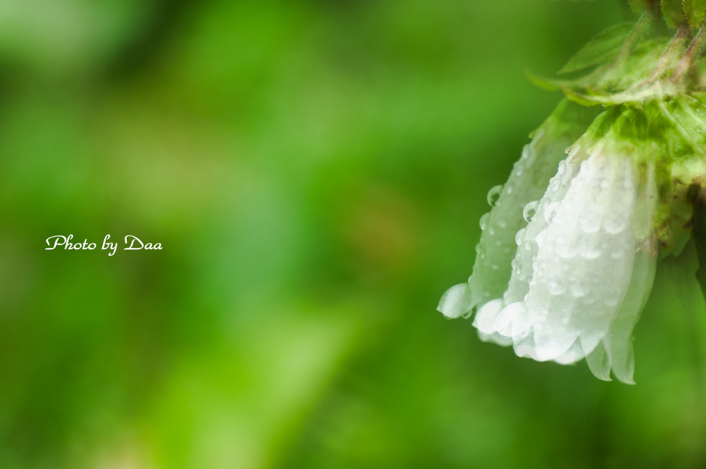 揺れるホタルブクロ