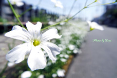 白い花