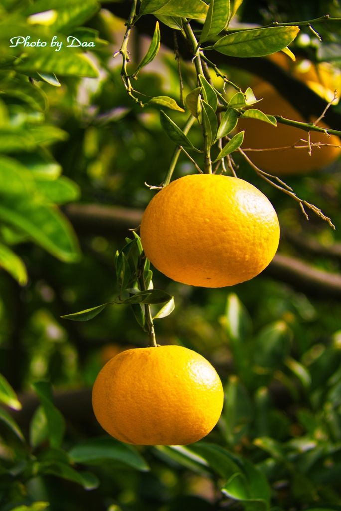 柑橘系の実