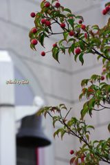 あの鐘を鳴らすのはあなた