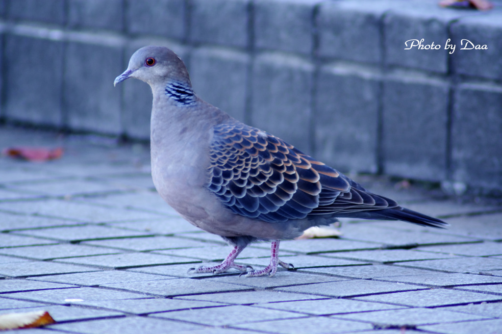 地上に降りたキジバトさん