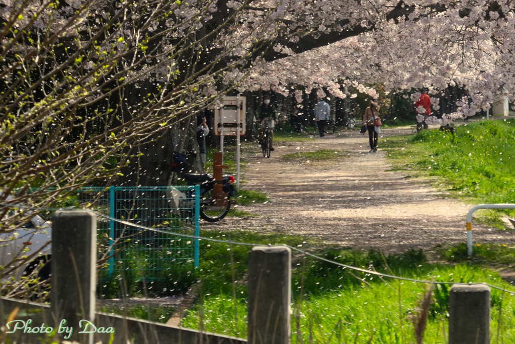 桜散る