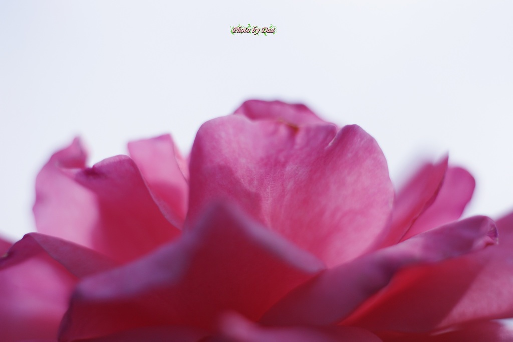 薔薇の花びら